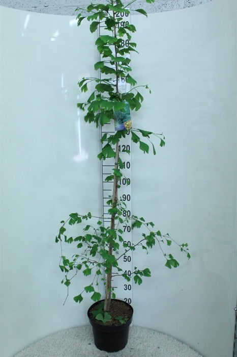 <h4>Ginkgo biloba   ...</h4>