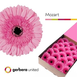 Ge Gr Mozart Box United