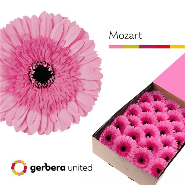 <h4>Ge Gr Mozart Box United</h4>
