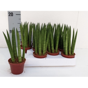 Sansevieria cyl.  ...