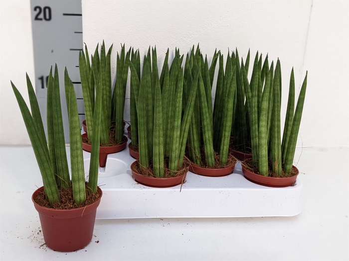 <h4>Sansevieria cyl.  ...</h4>