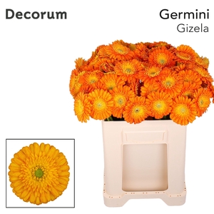 Germini Gizela Water