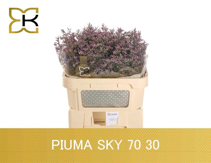<h4>LIM PIUMA SKY</h4>