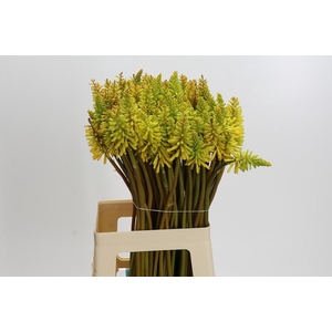 Kniphofia Eycone Yellow