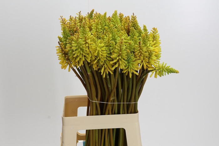 <h4>Kniphofia Eycone Yellow</h4>