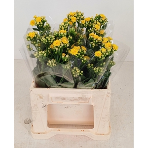 KAL BLAZI YEL MEADOW