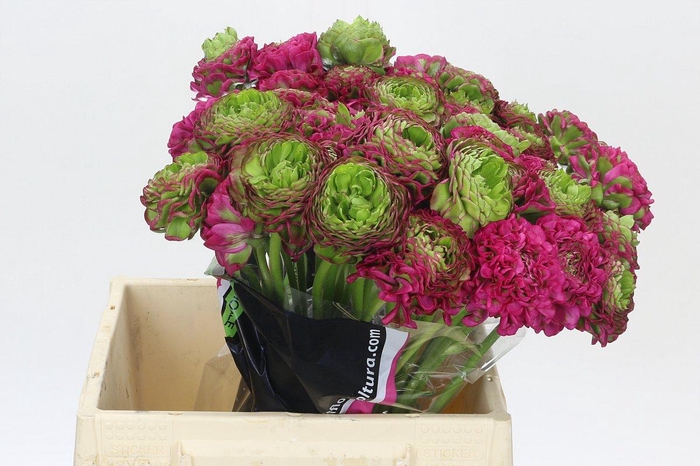 <h4>Ranunculus Pon Pon Fanny Extra</h4>