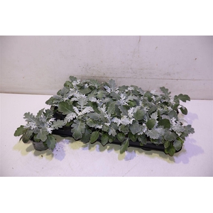 arr8 Senecio Cineraria