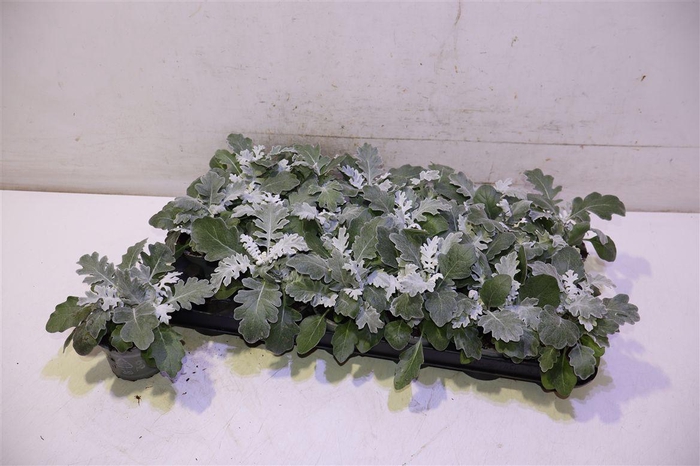 <h4>arr8 Senecio Cineraria</h4>
