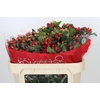 Hypericum Rainbow Romance Spray