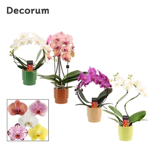 Phalaenopsis vormen mix 2 tak in Naemi (Natural bubble-collectio