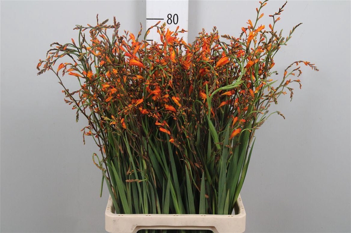 <h4>Crocos Lucifer</h4>