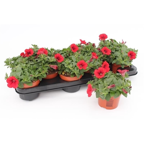 <h4>Petunia Red</h4>