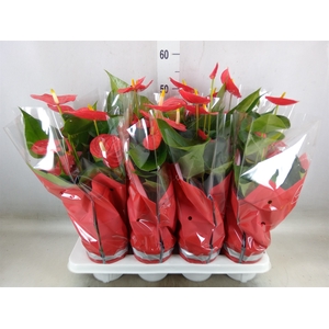 Anthurium andr. 'Esudo'