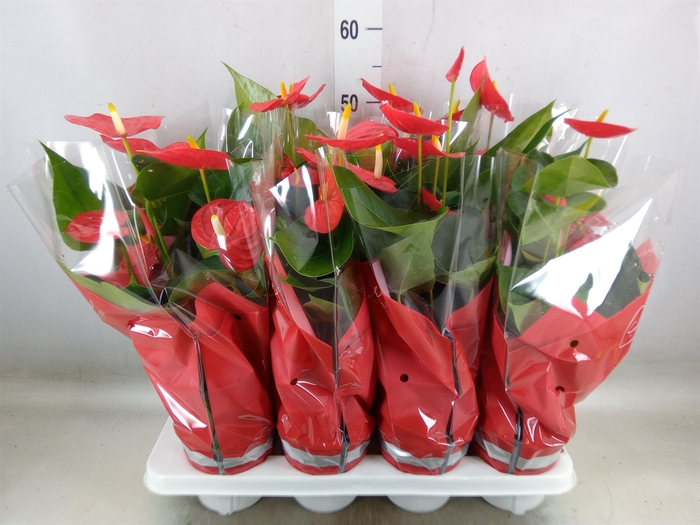 <h4>Anthurium andr. 'Esudo'</h4>