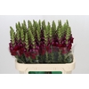 Antirrhinum Opus Red