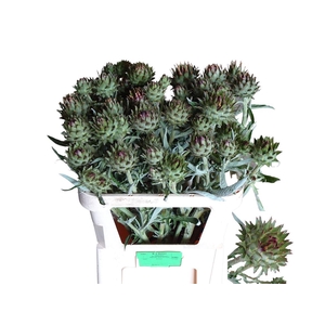 Cynara Cardunculus