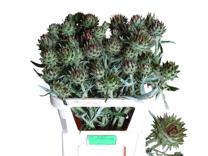 <h4>Cynara Cardunculus</h4>