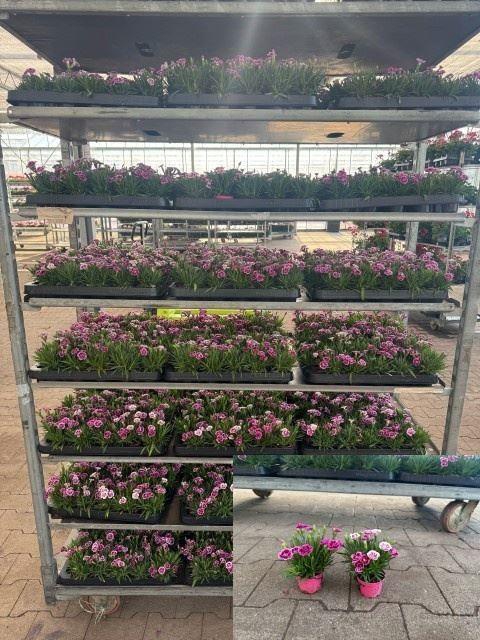 <h4>Dianthus caryophyllus</h4>