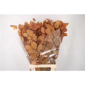 Stabi Beuk Yellow Per Bunch