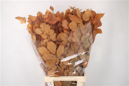 <h4>Stabi Beuk Yellow Per Bunch</h4>