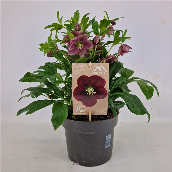 <h4>Helleborus Orientalis VIV Single Flowered 19 cm</h4>