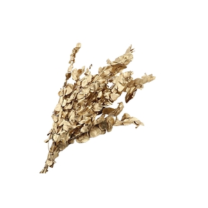 Eucalyptus Preserved Gold Espiral