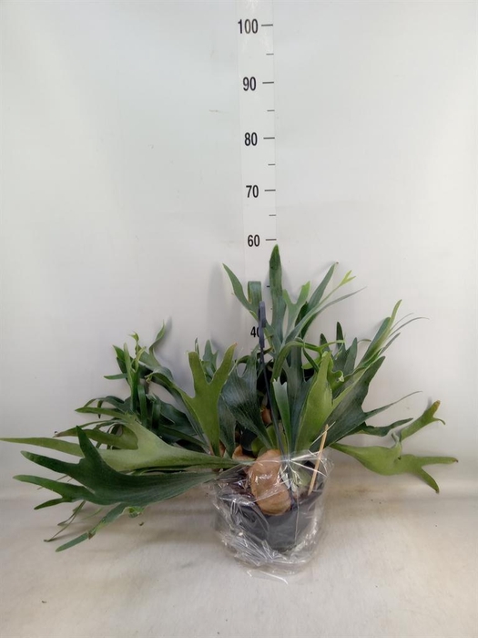 <h4>Platycerium bifurc.</h4>