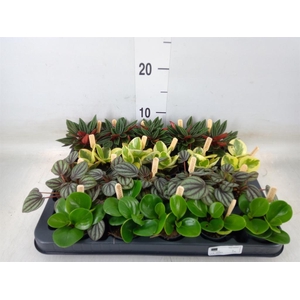 Peperomia   ...mix