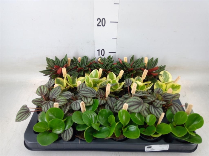 <h4>Peperomia   ...mix</h4>