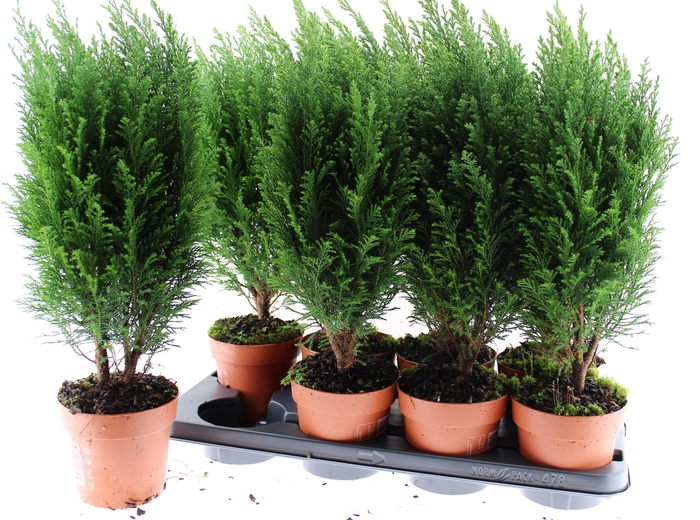 <h4>CHAM L ELLWOODII</h4>