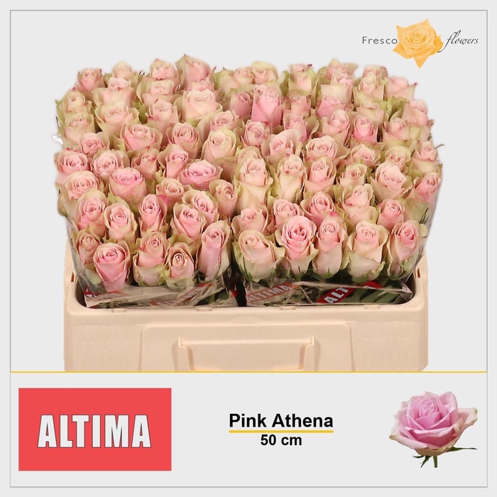<h4>R GR PINK ATHENA</h4>