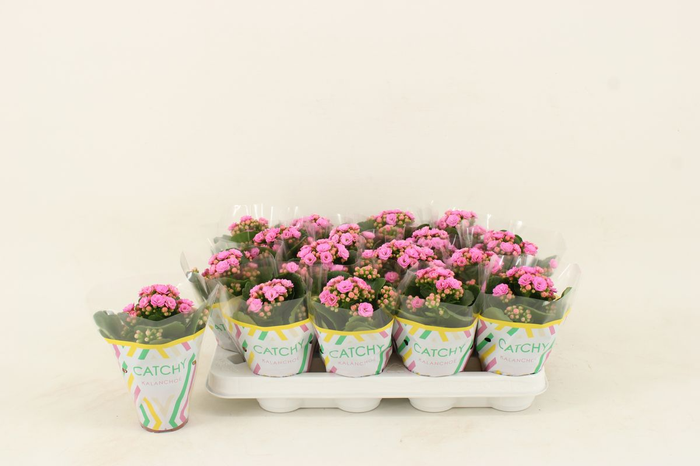 KALAN CALAN ZETA LILAC