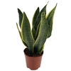 Sansevieria Futura Superba