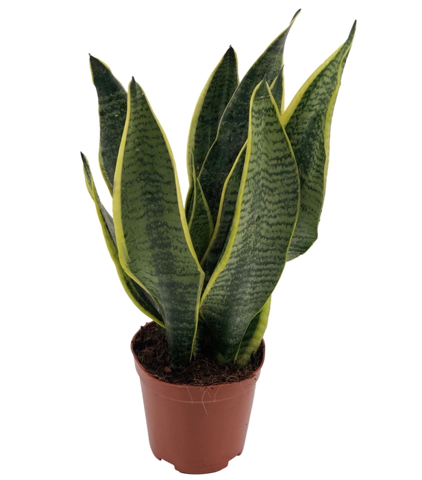 <h4>Sansevieria trif. Futura Superba</h4>