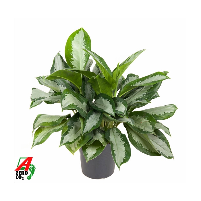 <h4>Aglaonema Silver Moon</h4>