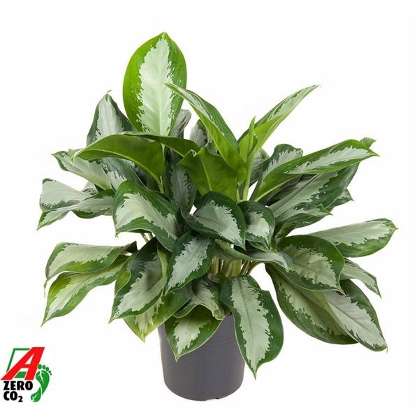 <h4>Aglaonema Silver Moon</h4>
