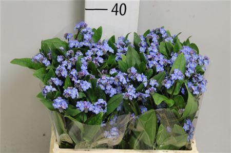 <h4>MYOS BLAUW ATLANTIS</h4>