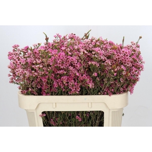 CHAME SARAHS DELIGHT