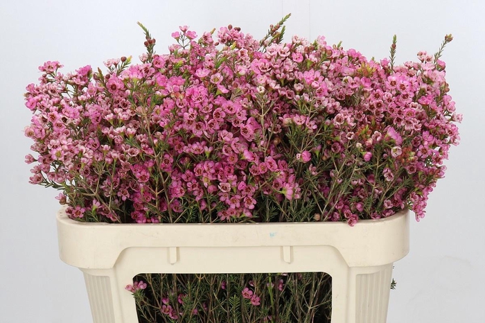 <h4>CHAME SARAHS DELIGHT</h4>