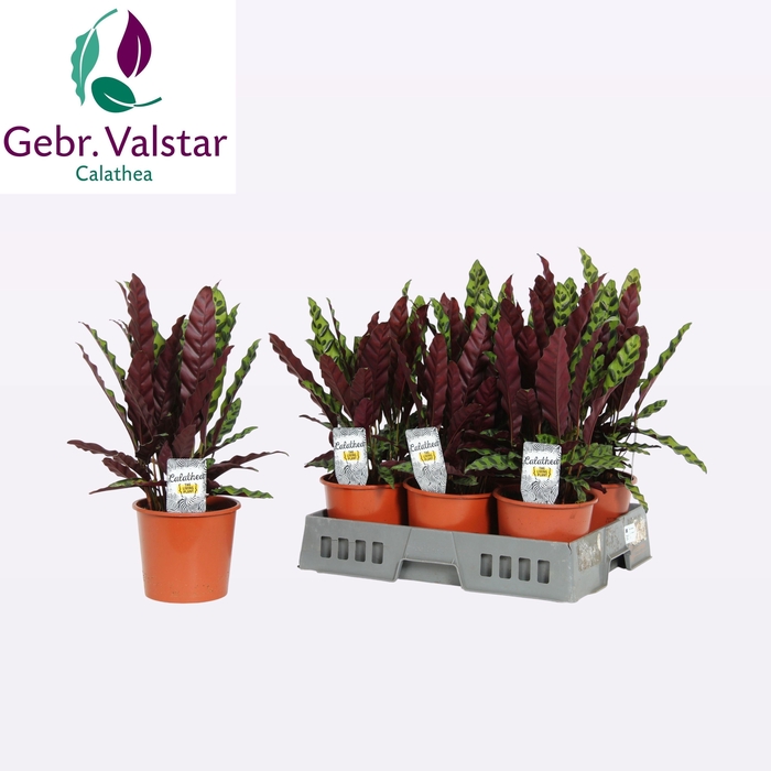 <h4>CALAT LANCIFOLIA</h4>