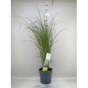 Miscanthus sin. 'Gracillimus'