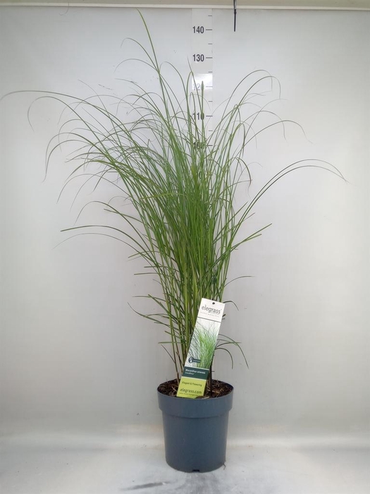 <h4>Miscanthus sin. 'Gracillimus'</h4>