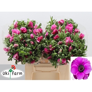 ANEM CO GALIL PURPER