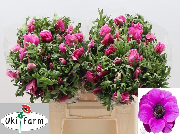 <h4>ANEM CO GALIL PURPER</h4>