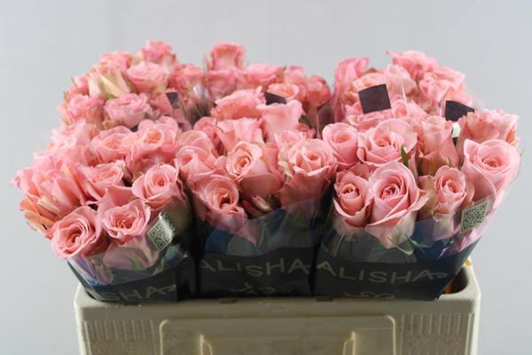 <h4>R Gr Maureen L50</h4>