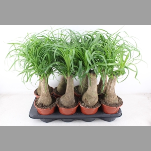 arr3 CP - Beaucarne 408/8