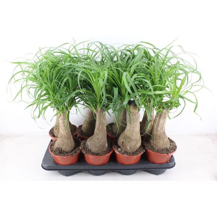 <h4>Arr3 Cp - Beaucarne 408/8</h4>