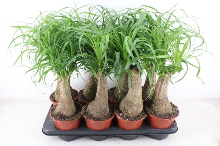 <h4>arr3 CP - Beaucarne 408/8</h4>