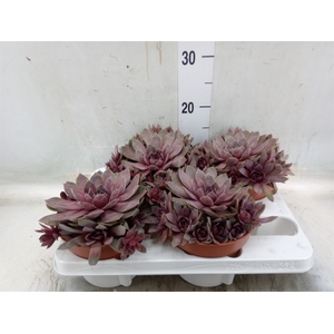 Sempervivum   ...mix